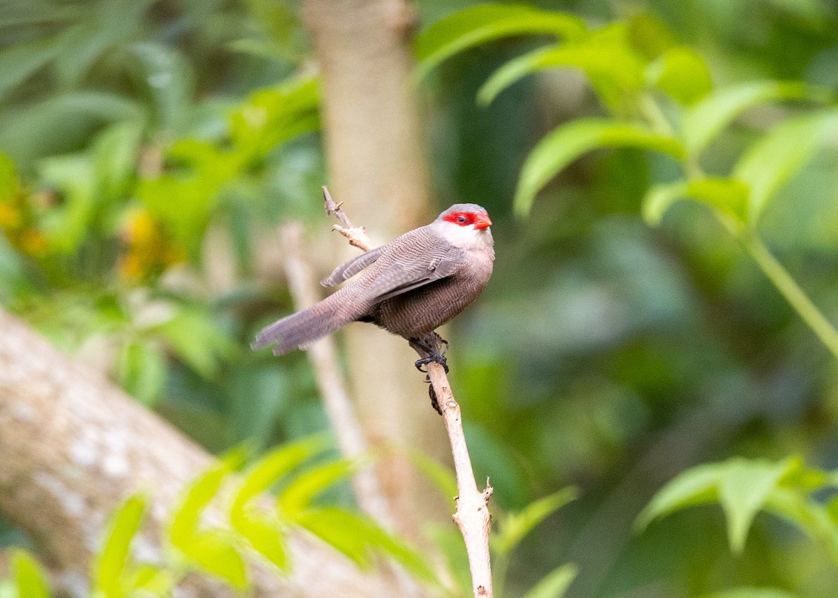 Common Waxbill - ML500324061