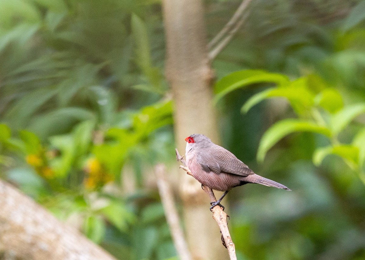 Common Waxbill - Clarisse Odebrecht