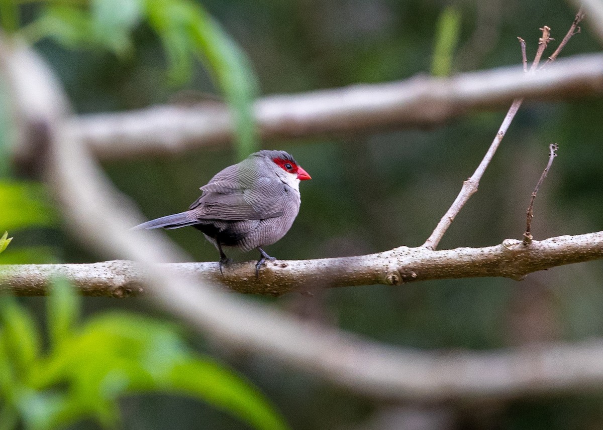 Common Waxbill - Clarisse Odebrecht