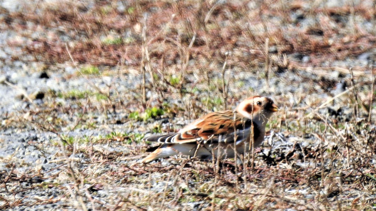 Snow Bunting - ML500328081