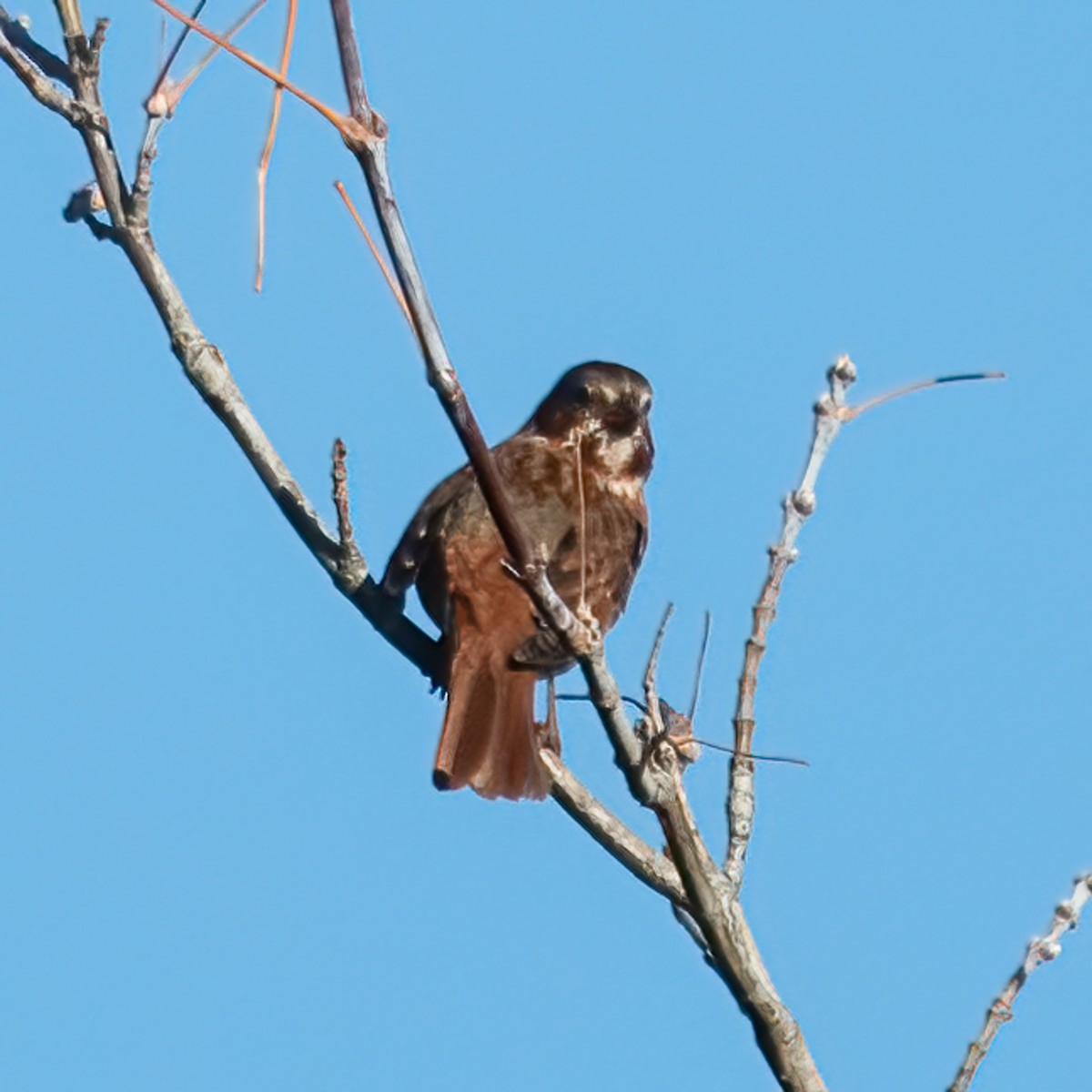 Fox Sparrow - ML500328961