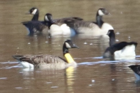 Canada Goose - Dan Rottino