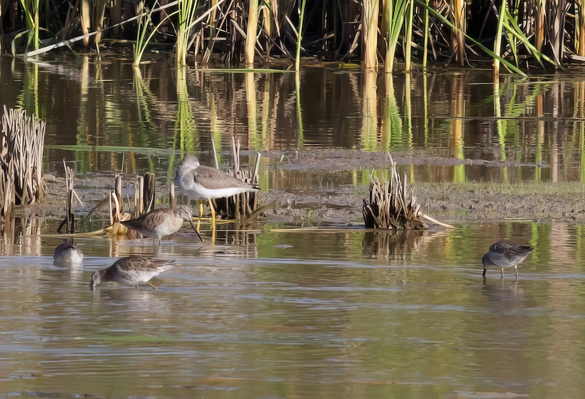 langnebbekkasinsnipe - ML500329631