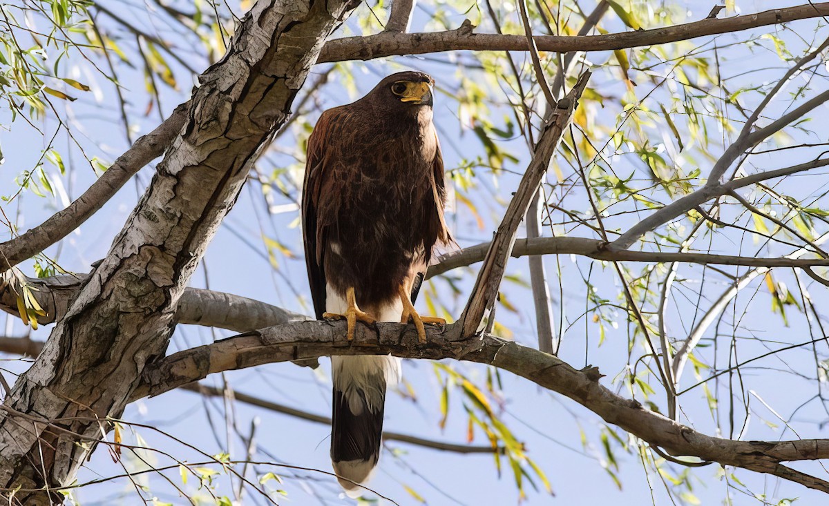 Harris's Hawk - ML500329891