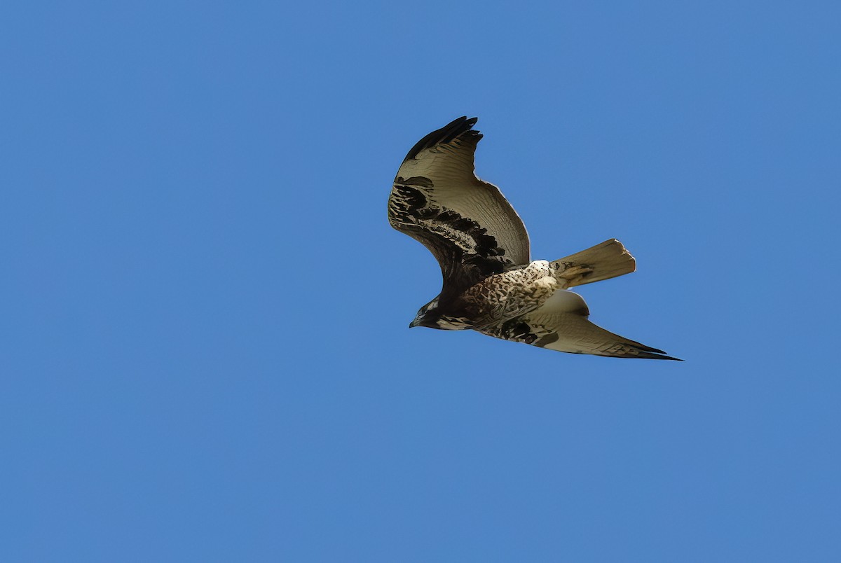 White-tailed Hawk - ML500330071