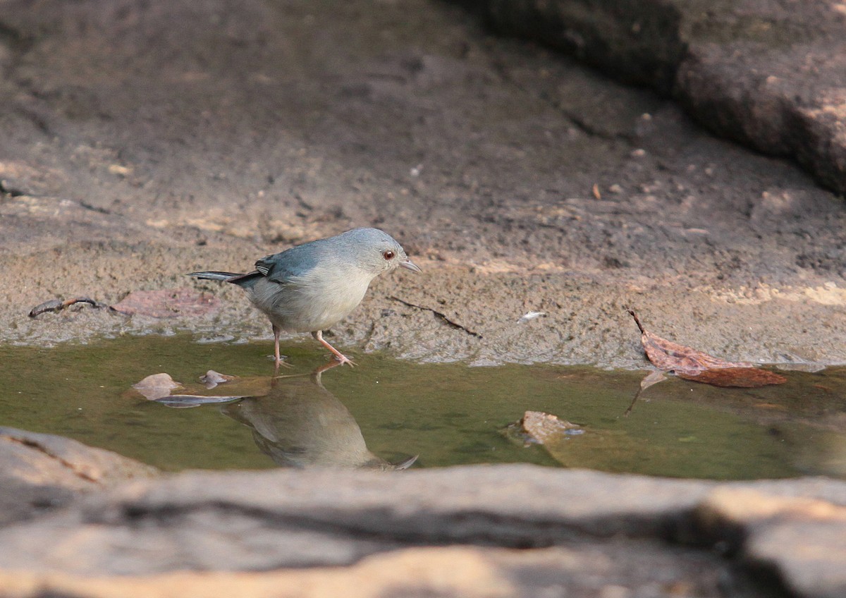 Bicolored Conebill - Vincent Rufray