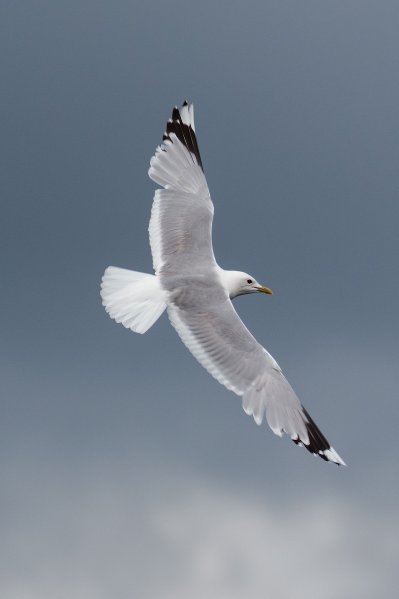 Common Gull - ML500334291