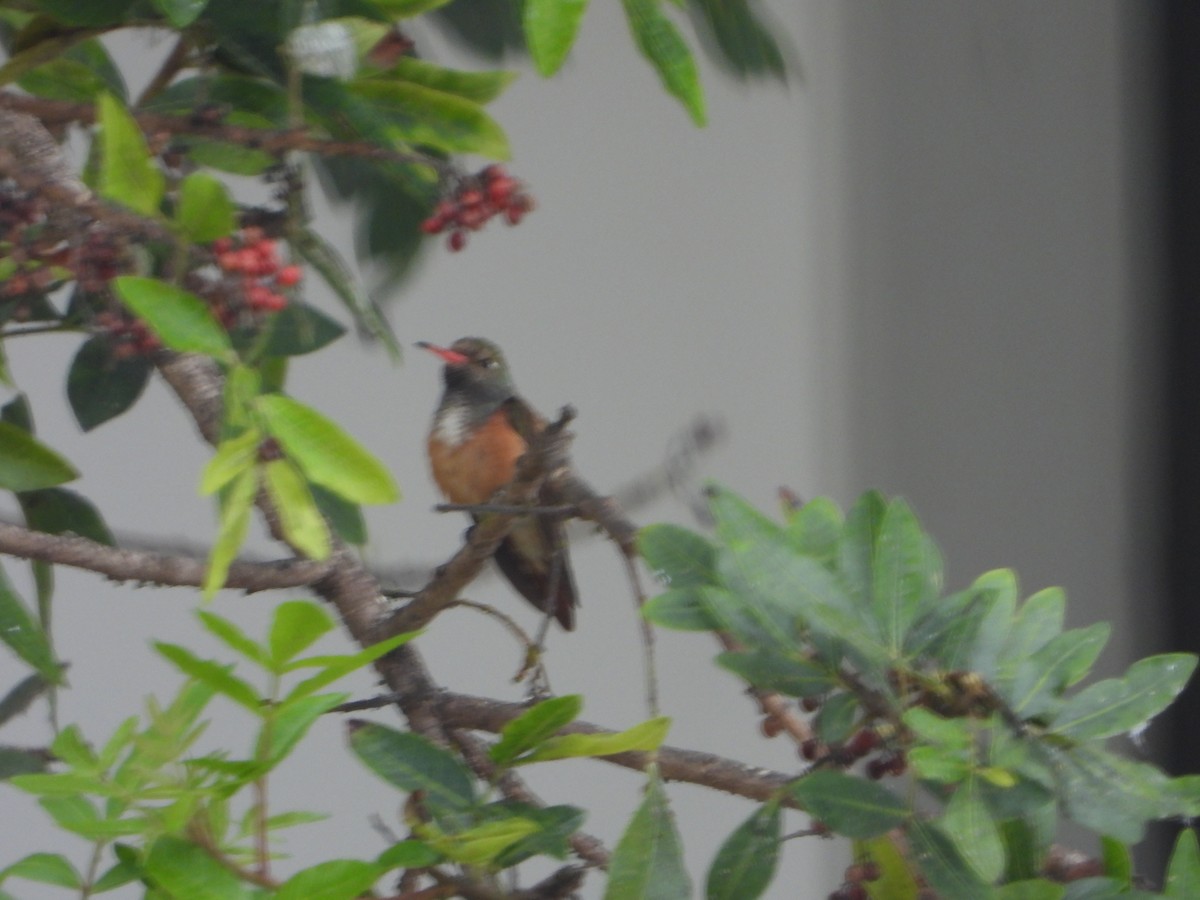 Amazilia Hummingbird - ML500335631