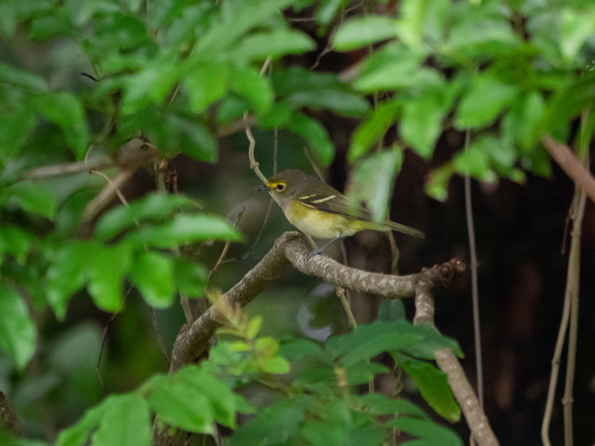 White-eyed Vireo - ML500336441