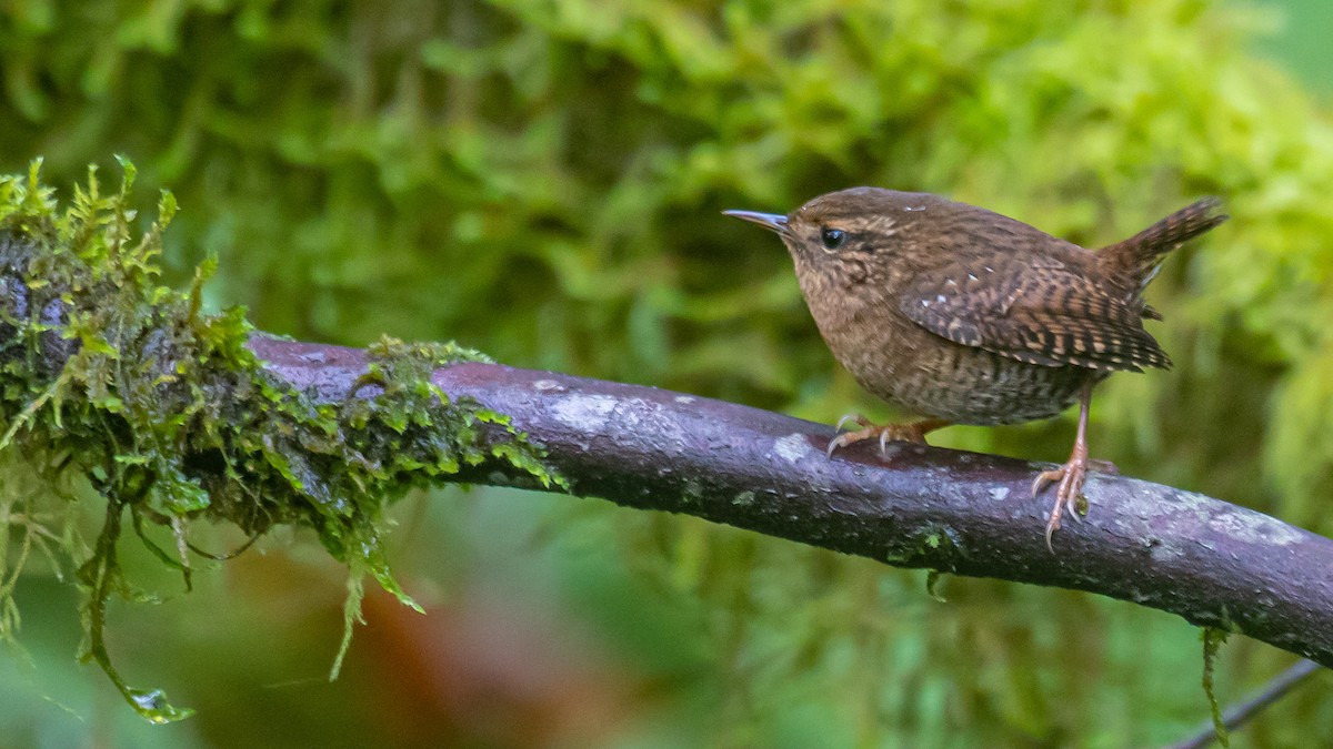 Pacific Wren - ML500336731