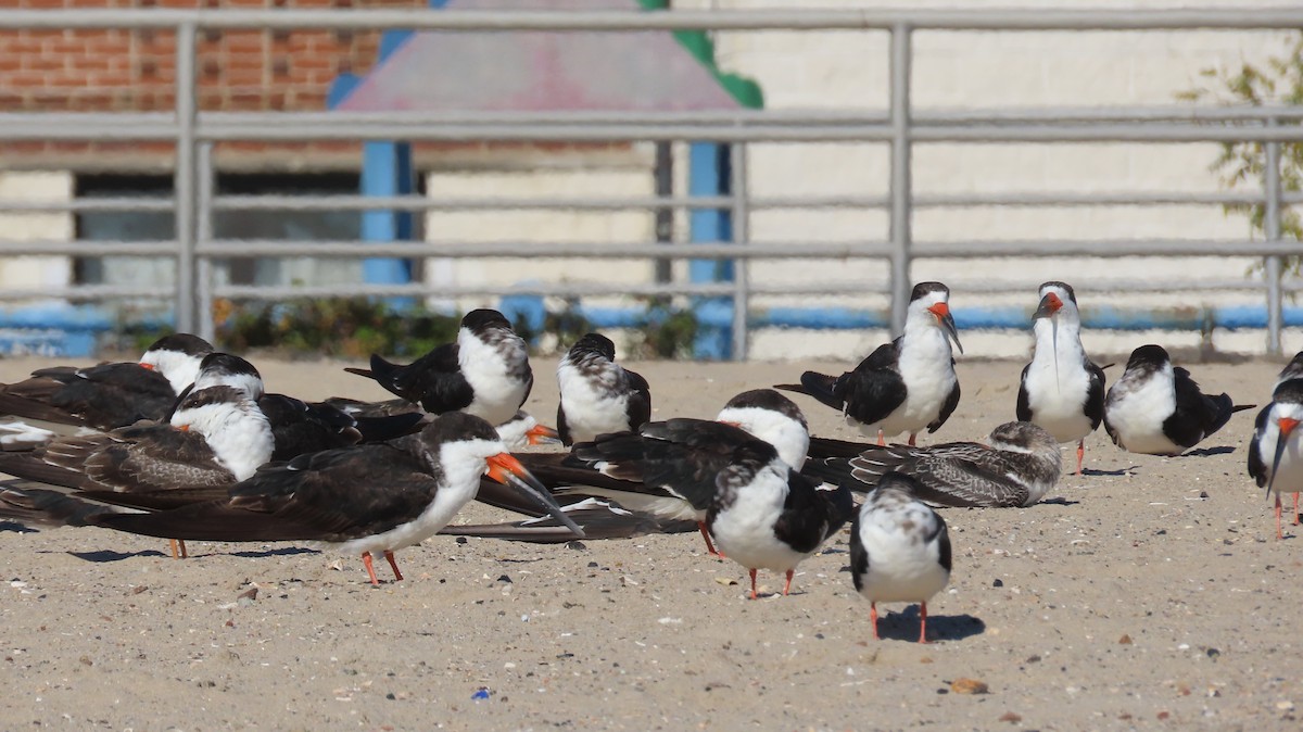 Black Skimmer - Kathleen Toomey