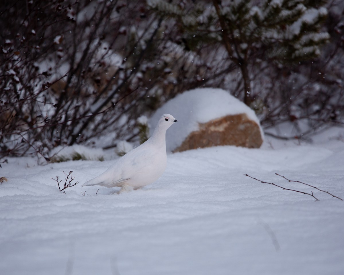 Willow Ptarmigan - ML500337661