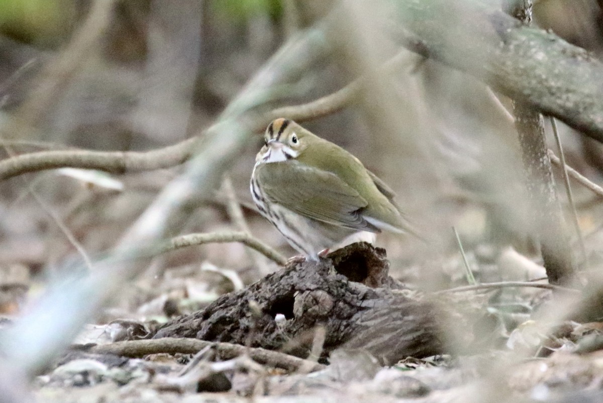 Ovenbird - ML50033771