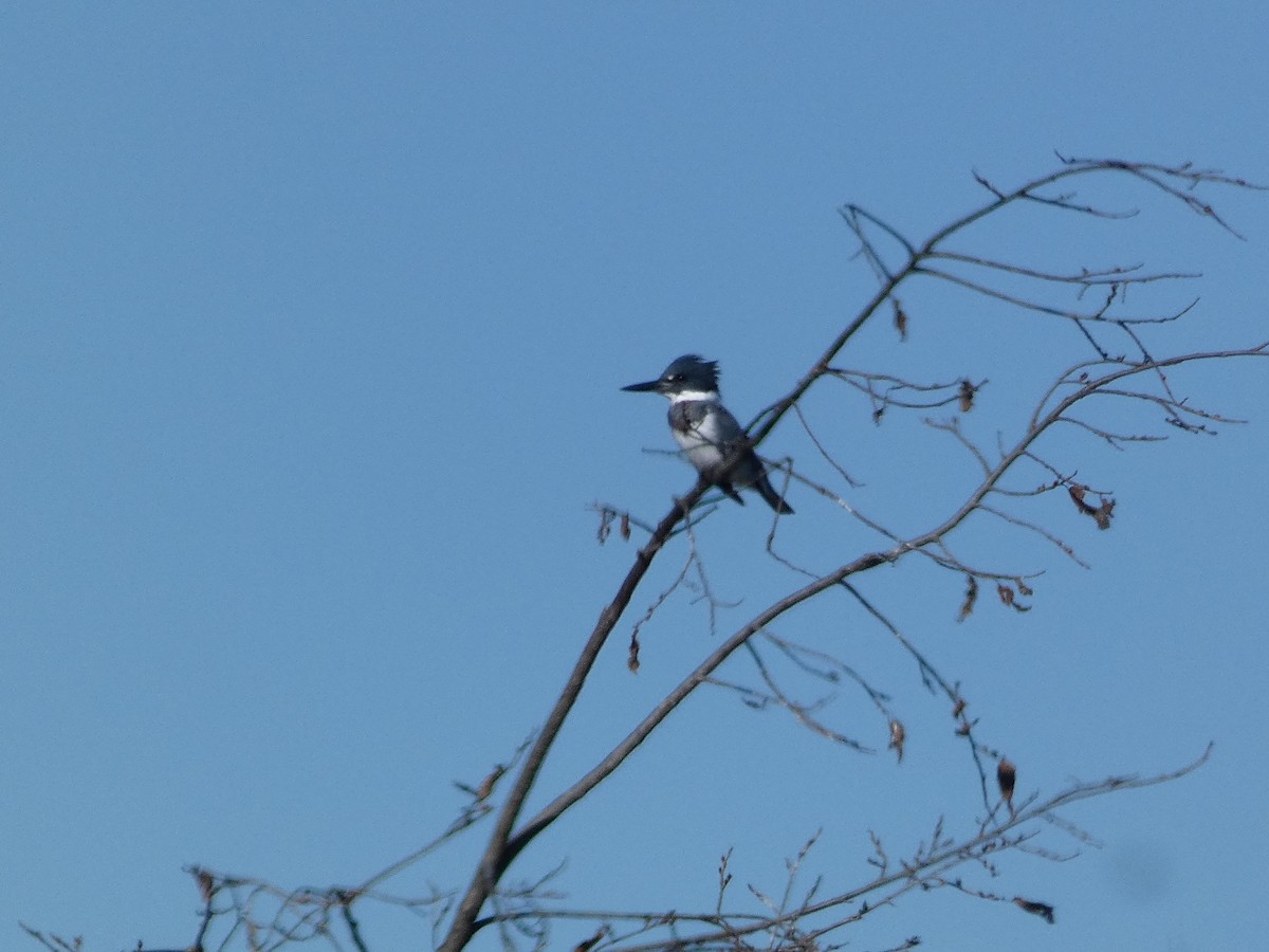 Belted Kingfisher - ML500338671