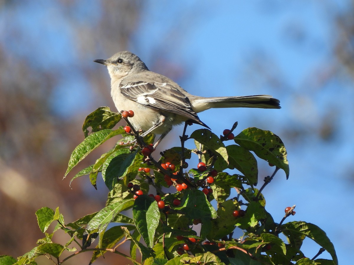 Northern Mockingbird - Jennifer Wilson-Pines