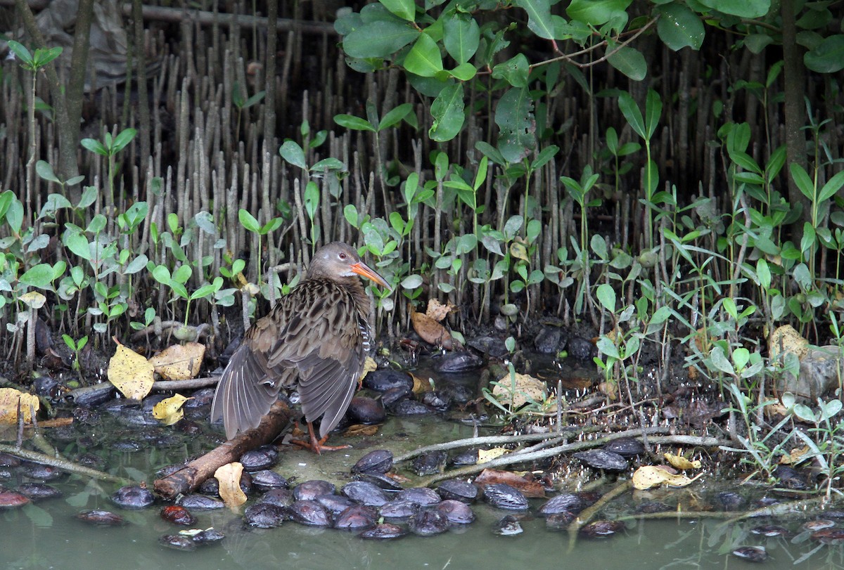 Mangrove Rail - ML500339561