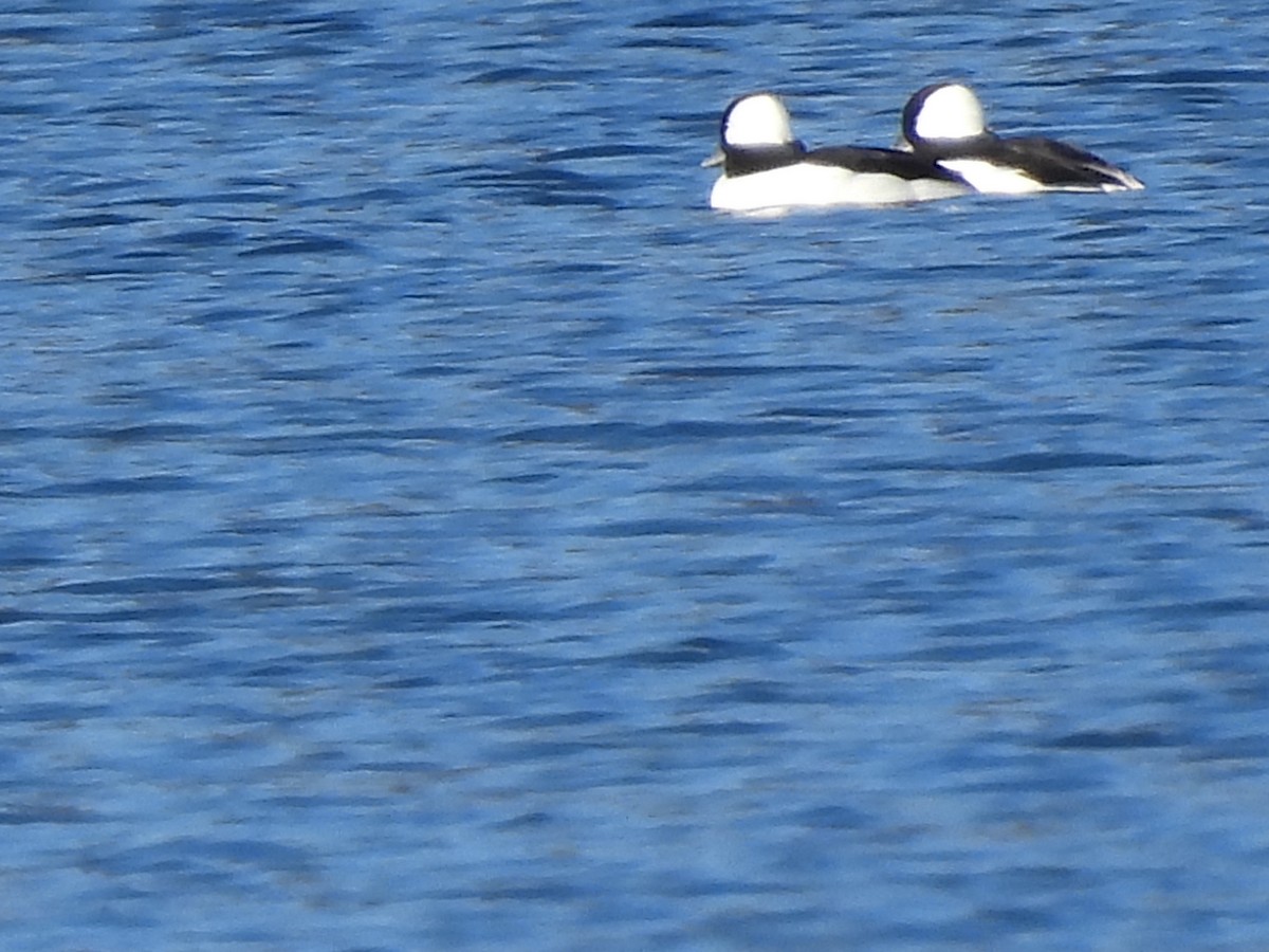 Bufflehead - Jeff Fengler