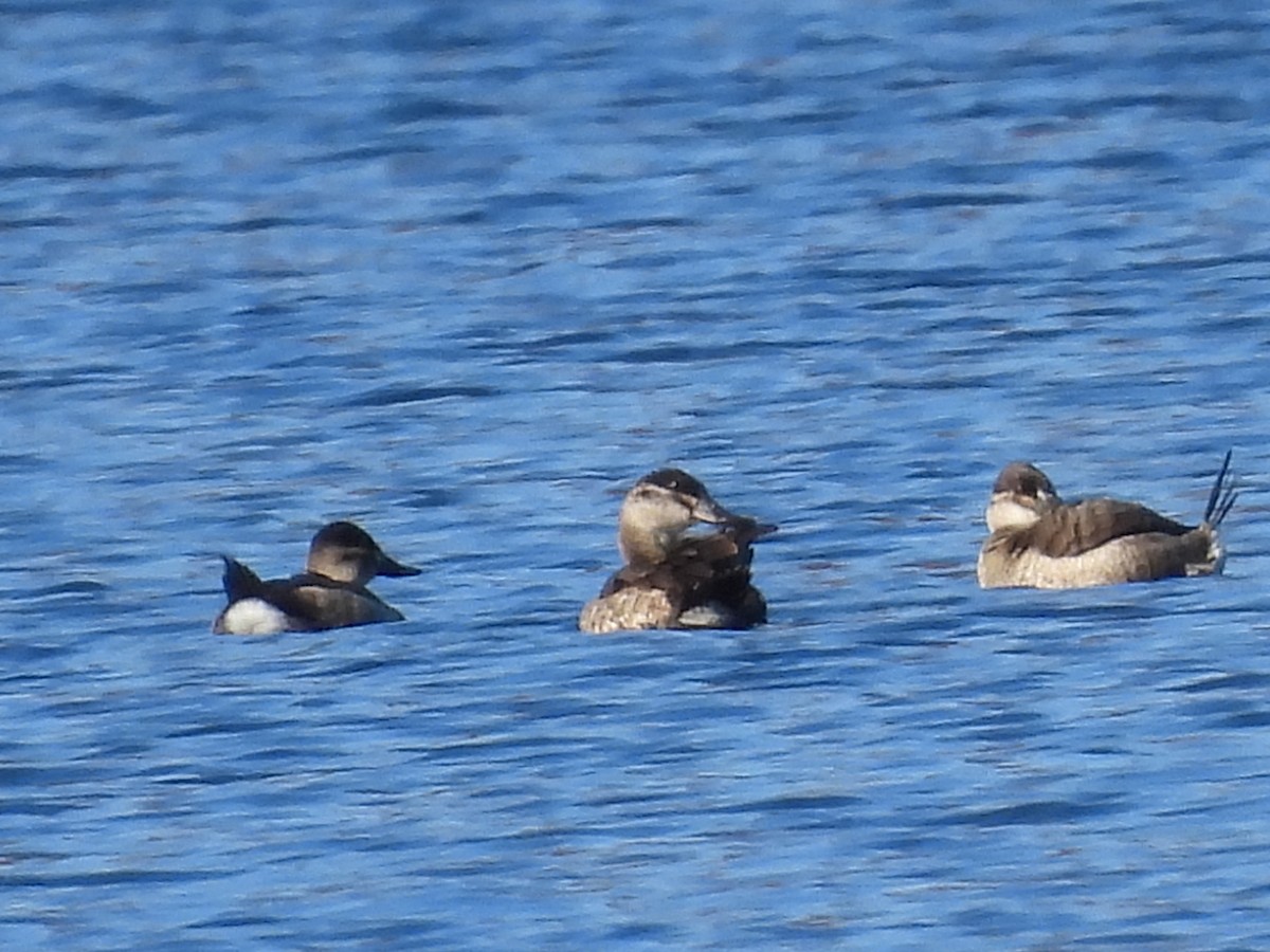 Ruddy Duck - ML500340041