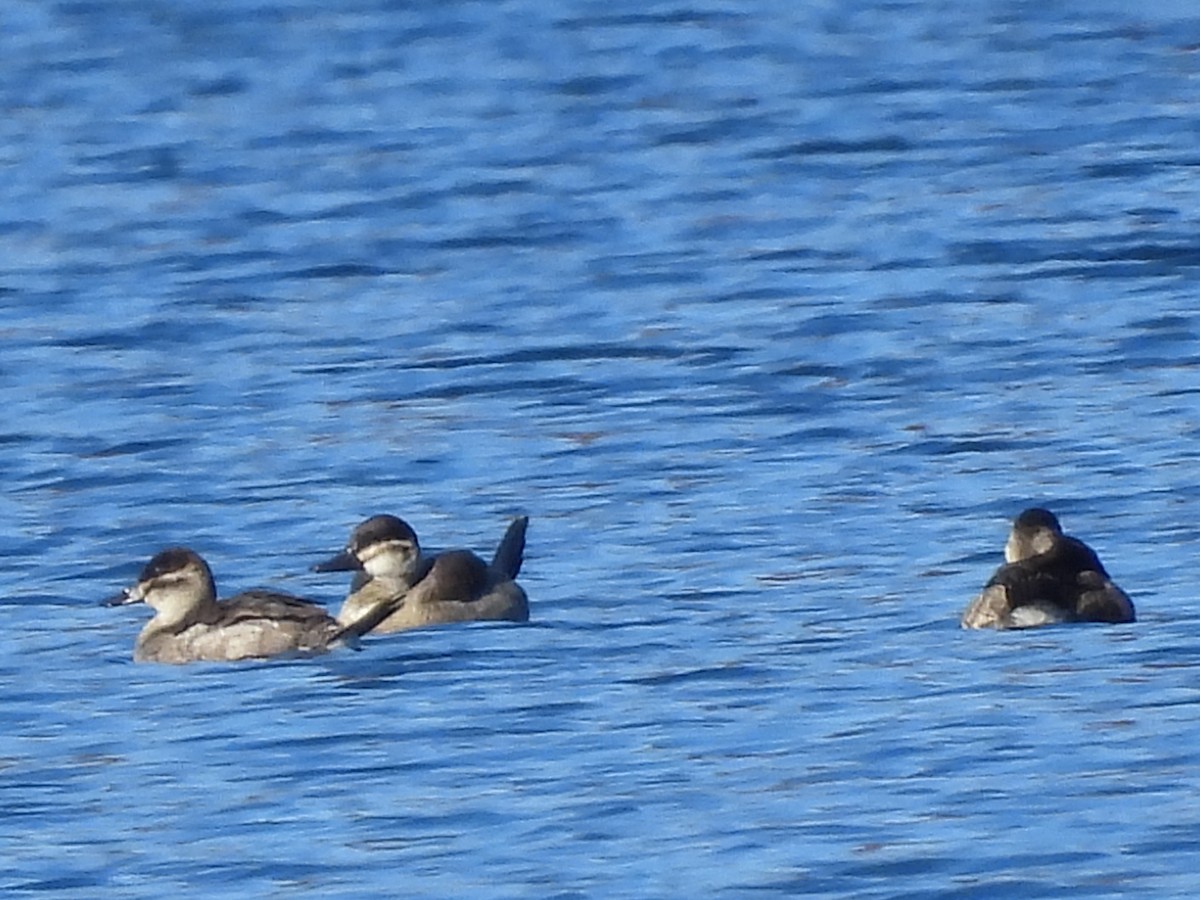 Ruddy Duck - ML500340071