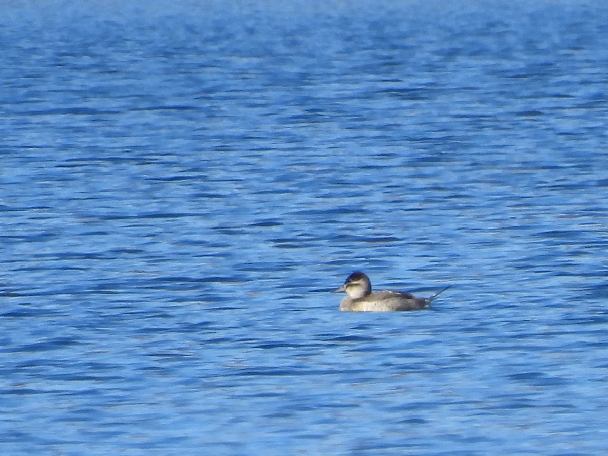 Ruddy Duck - ML500340081
