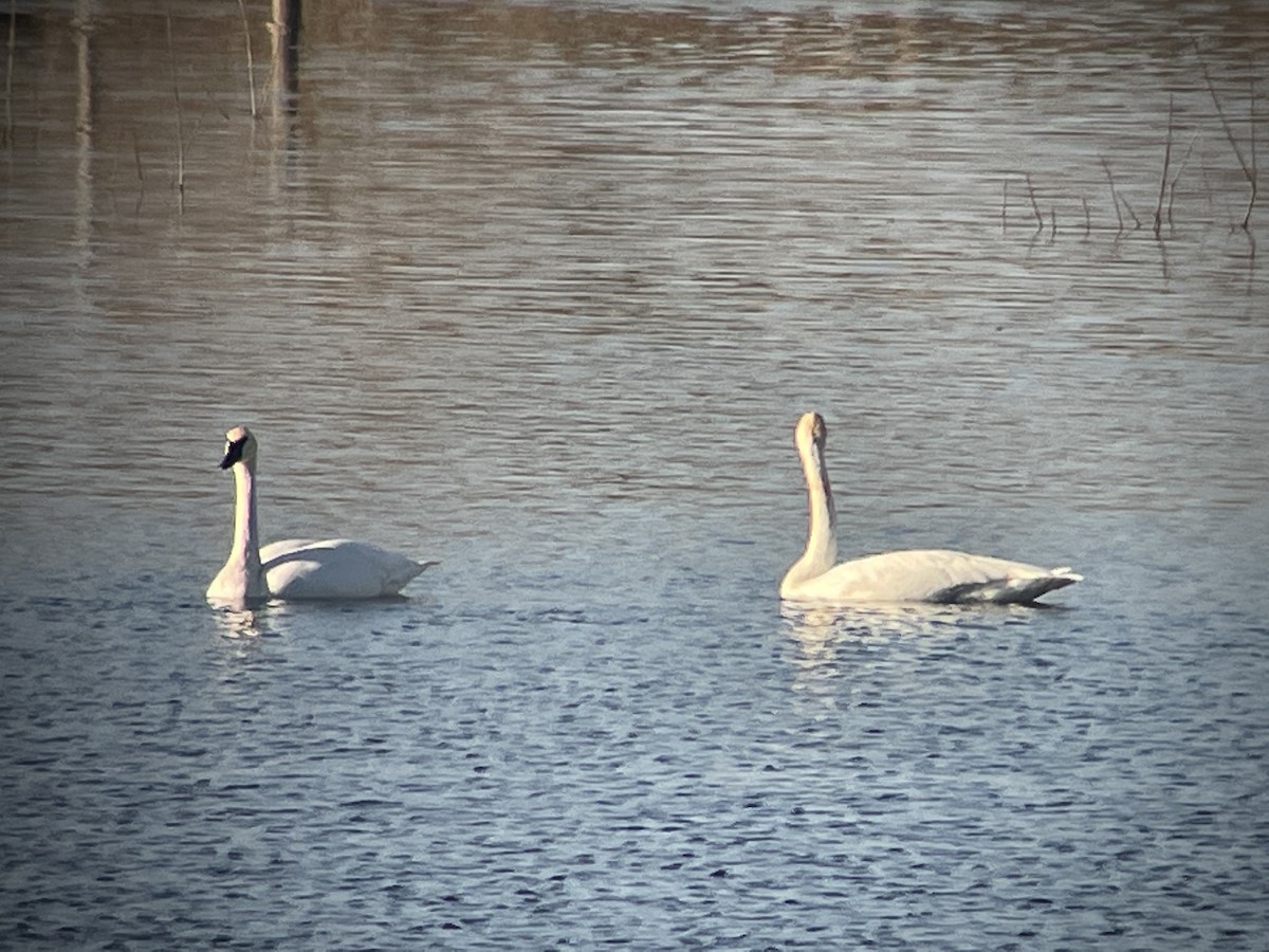 Trumpeter Swan - ML500340781