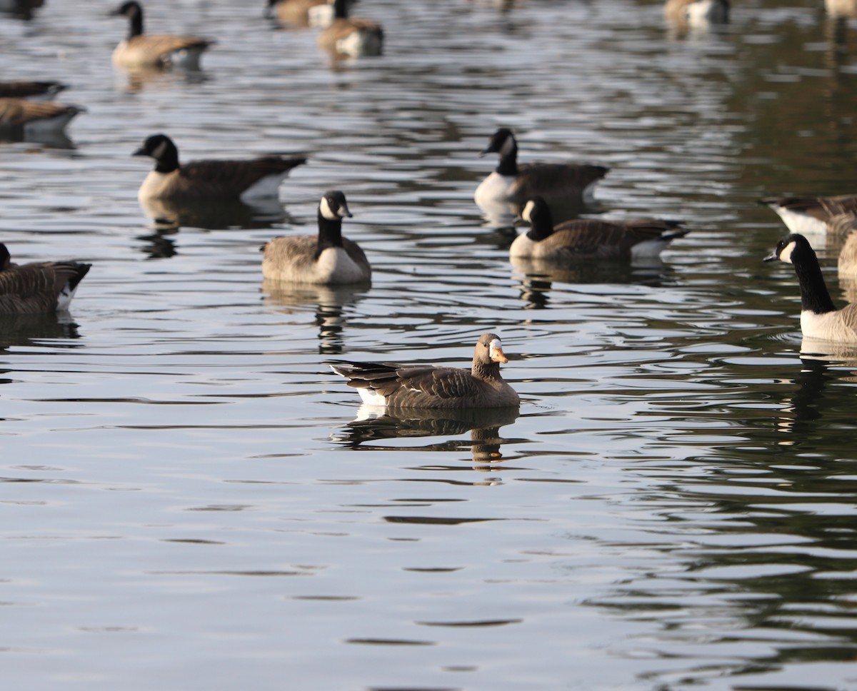 Greater White-fronted Goose - Paul Johnson