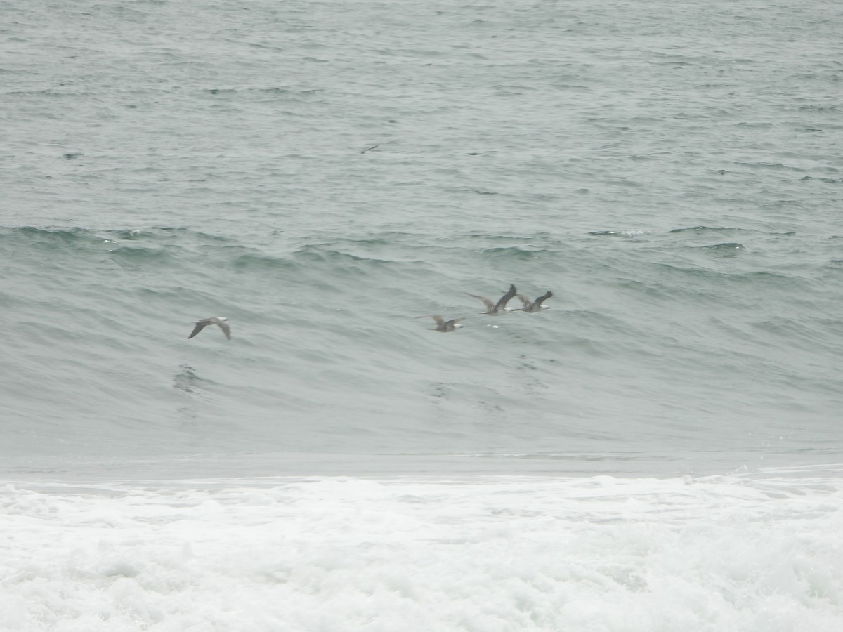 Peruvian Booby - ML500341871