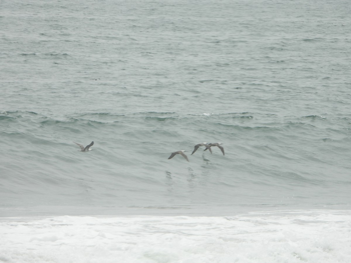 Peruvian Booby - ML500341881