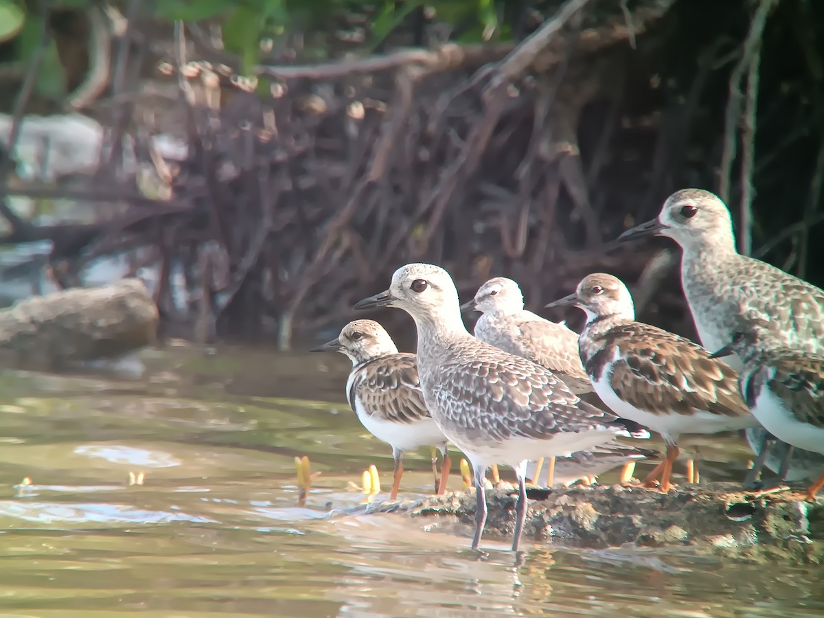 Black-bellied Plover - ML500342471