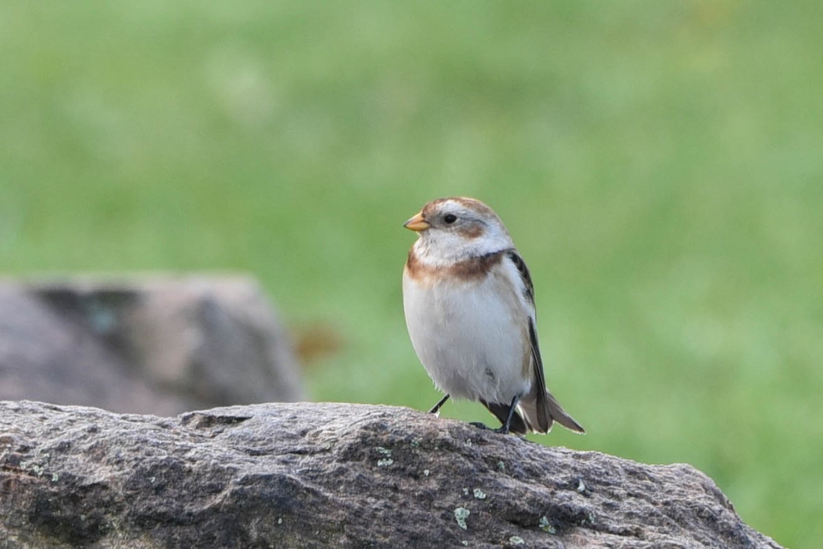 Snow Bunting - Andrea Heine