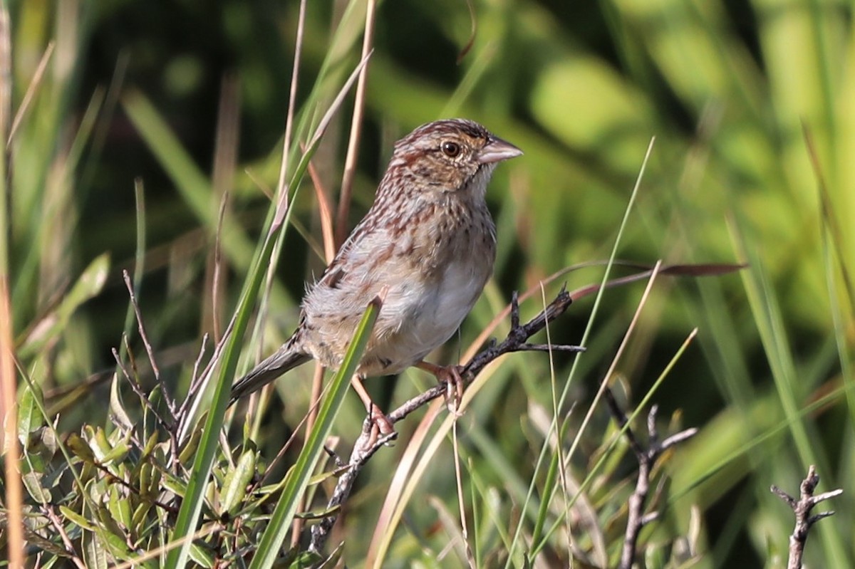 Bachman's Sparrow - ML500343661