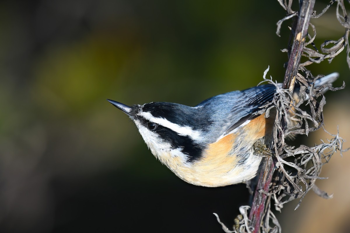 Red-breasted Nuthatch - Ed Poropat
