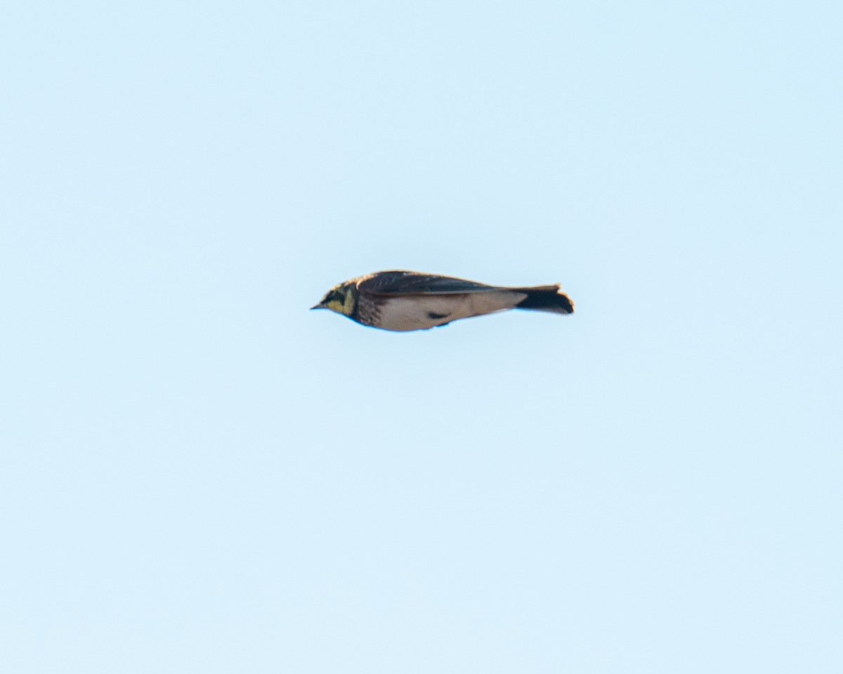 Horned Lark - Scott Judd