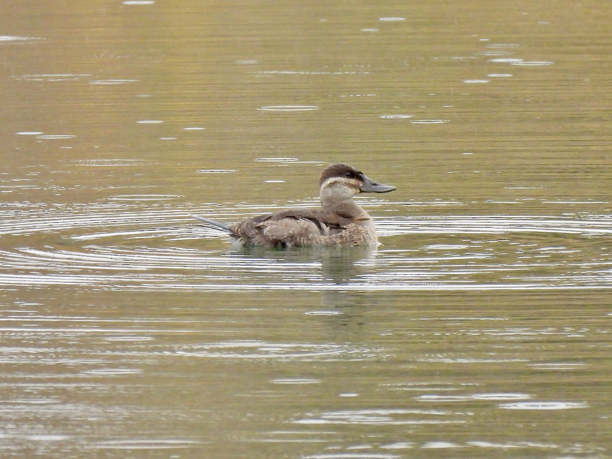 Ruddy Duck - ML500347711