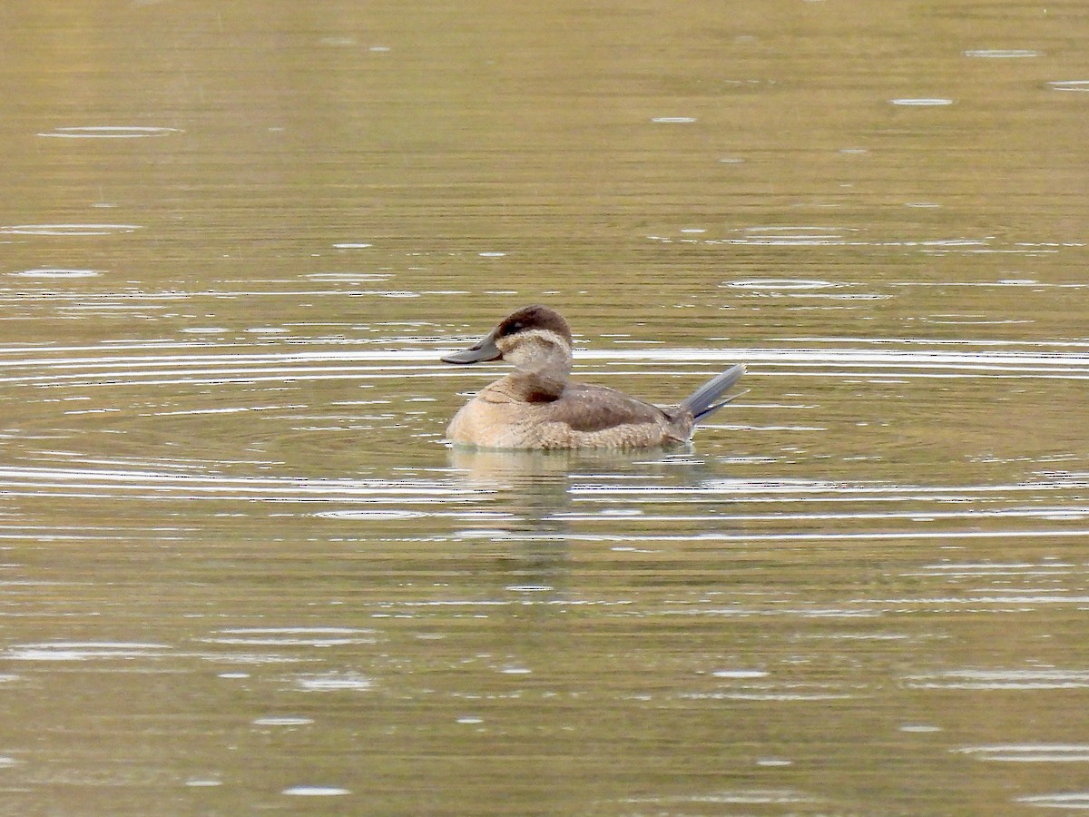 Ruddy Duck - ML500347721