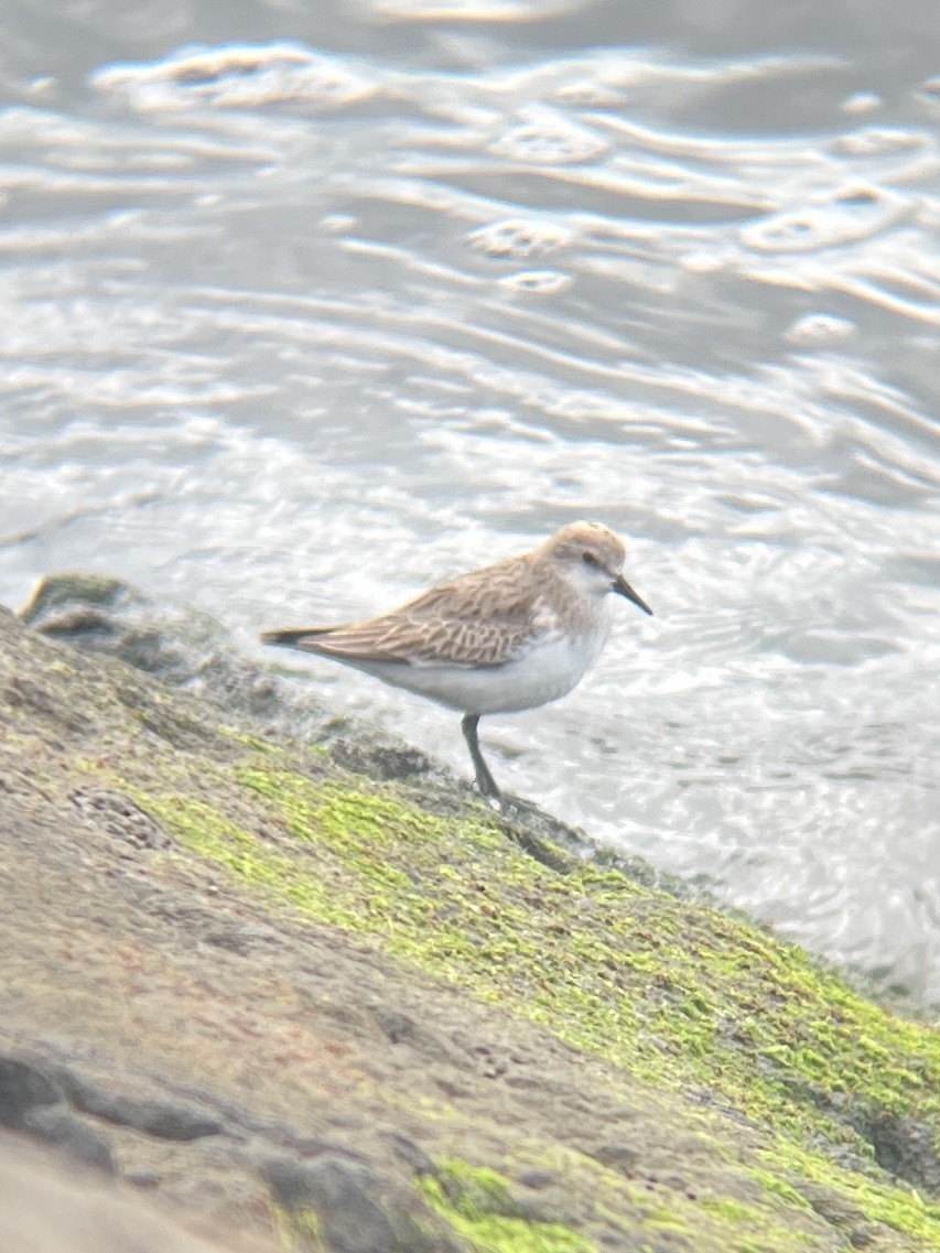 Red-necked Stint - ML500348221