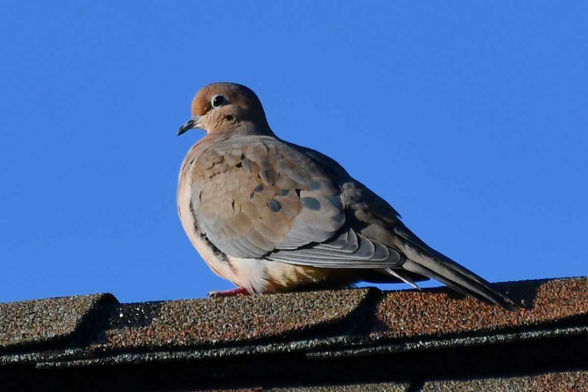 Mourning Dove - ML500349061