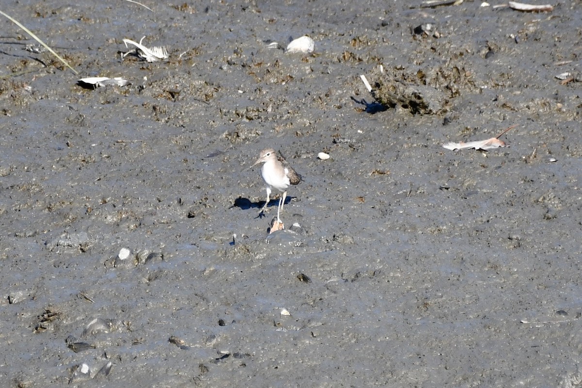 Spotted Sandpiper - ML500349121