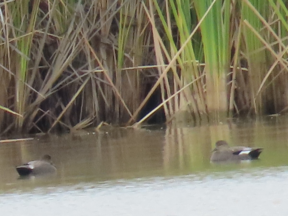 Gadwall - ML500349161