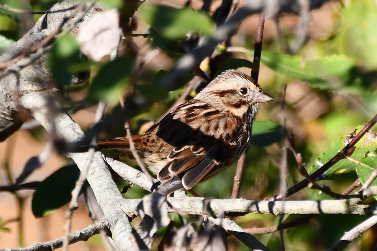 Song Sparrow - ML500349191