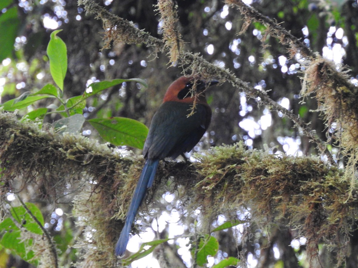 Rufous Motmot - ML500349801