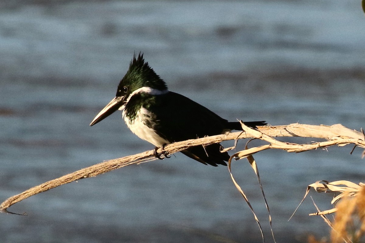 Amazon Kingfisher - ML50035041