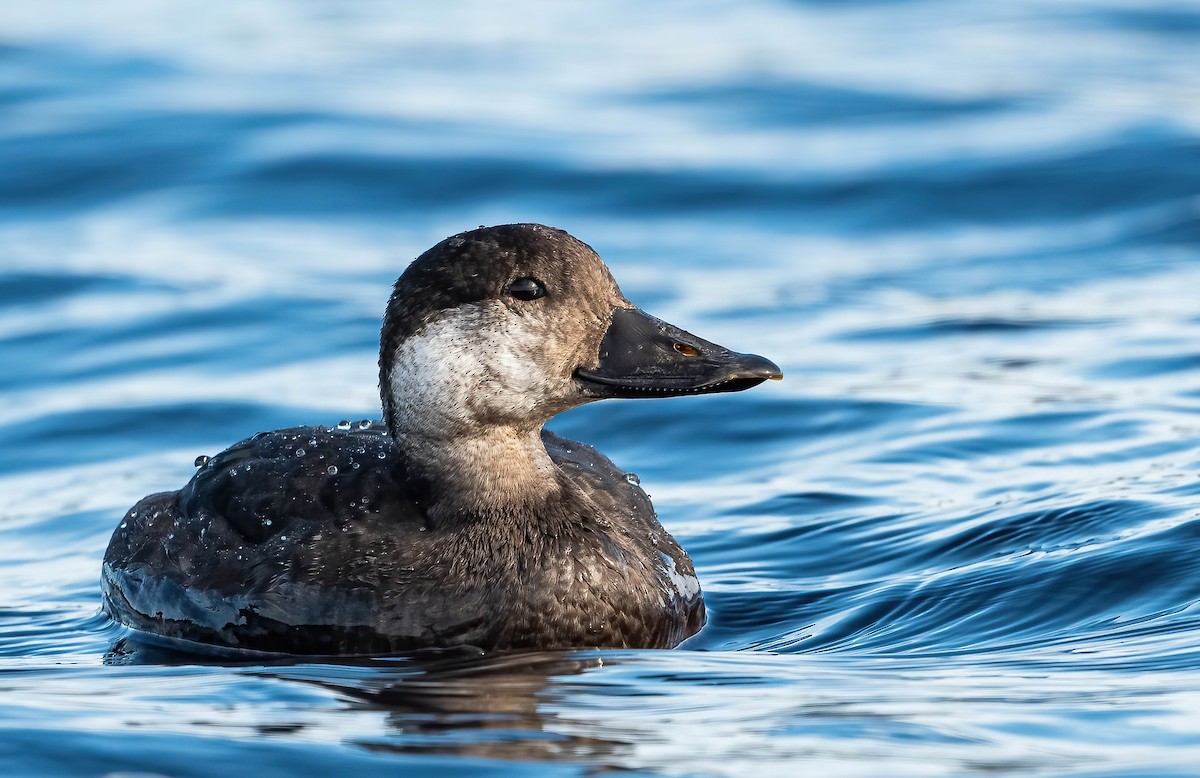 Black Scoter - ML500350521