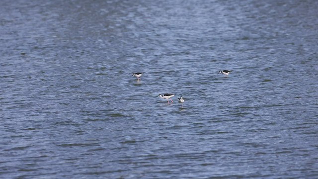 Black-necked Stilt - ML500350801