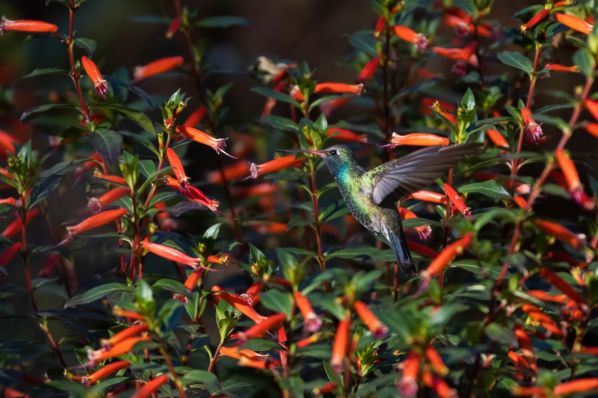 Broad-billed Hummingbird - ML500350921