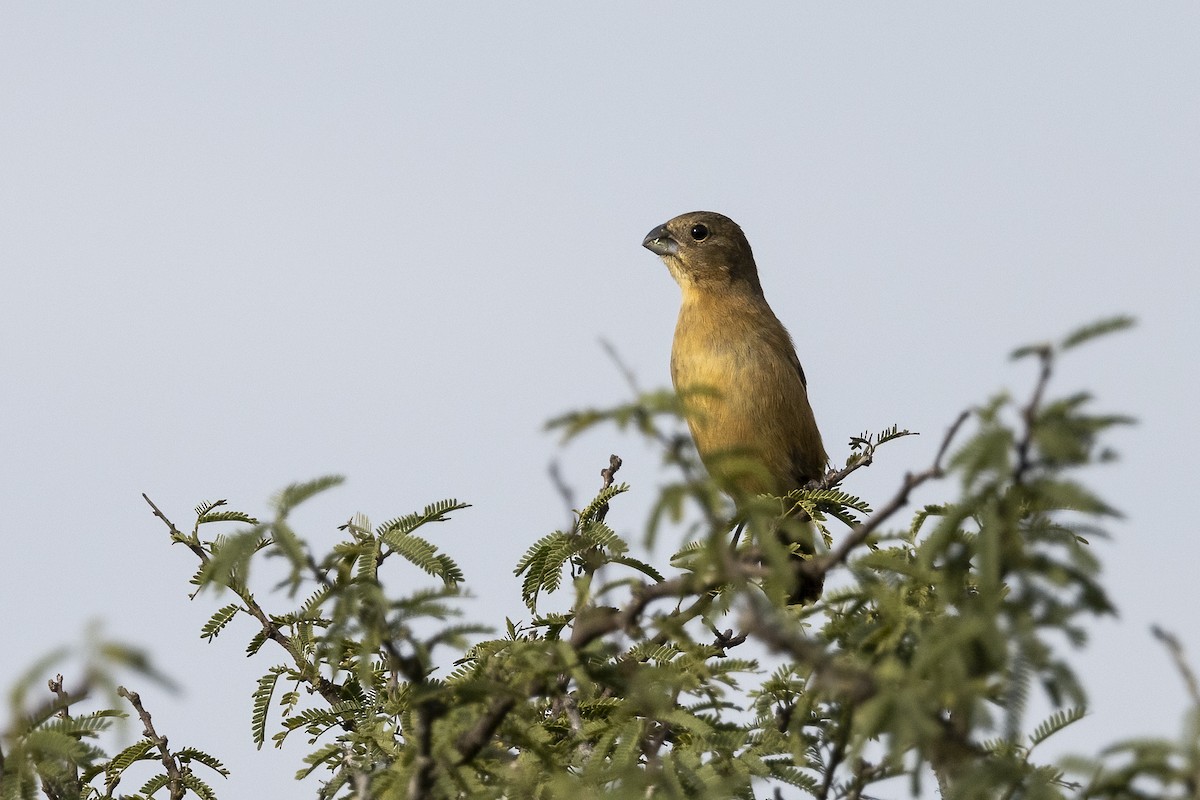 Glaucous-blue Grosbeak - ML500354471