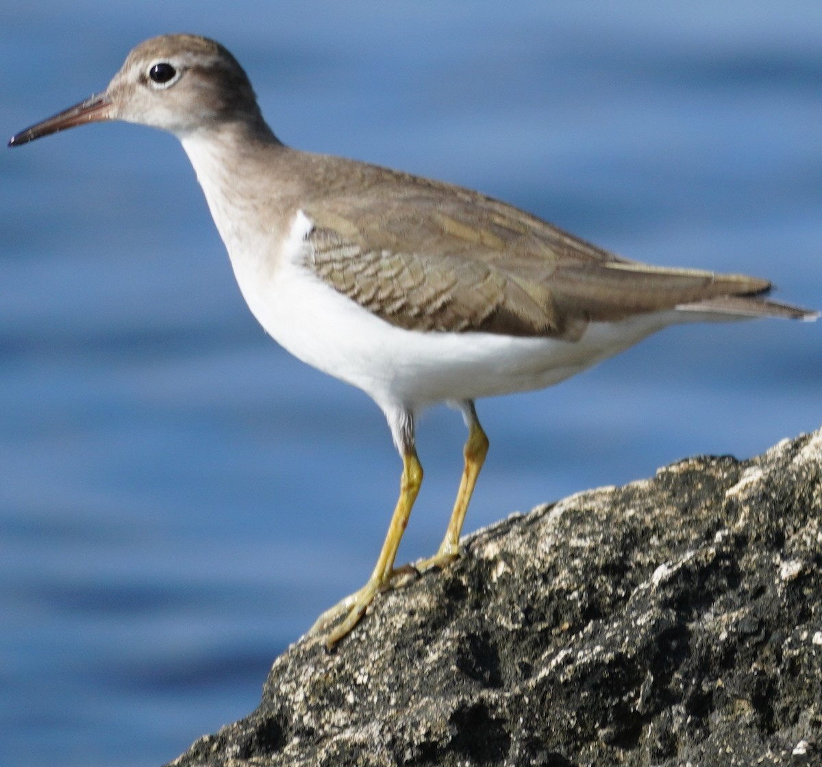 Spotted Sandpiper - John McCallister