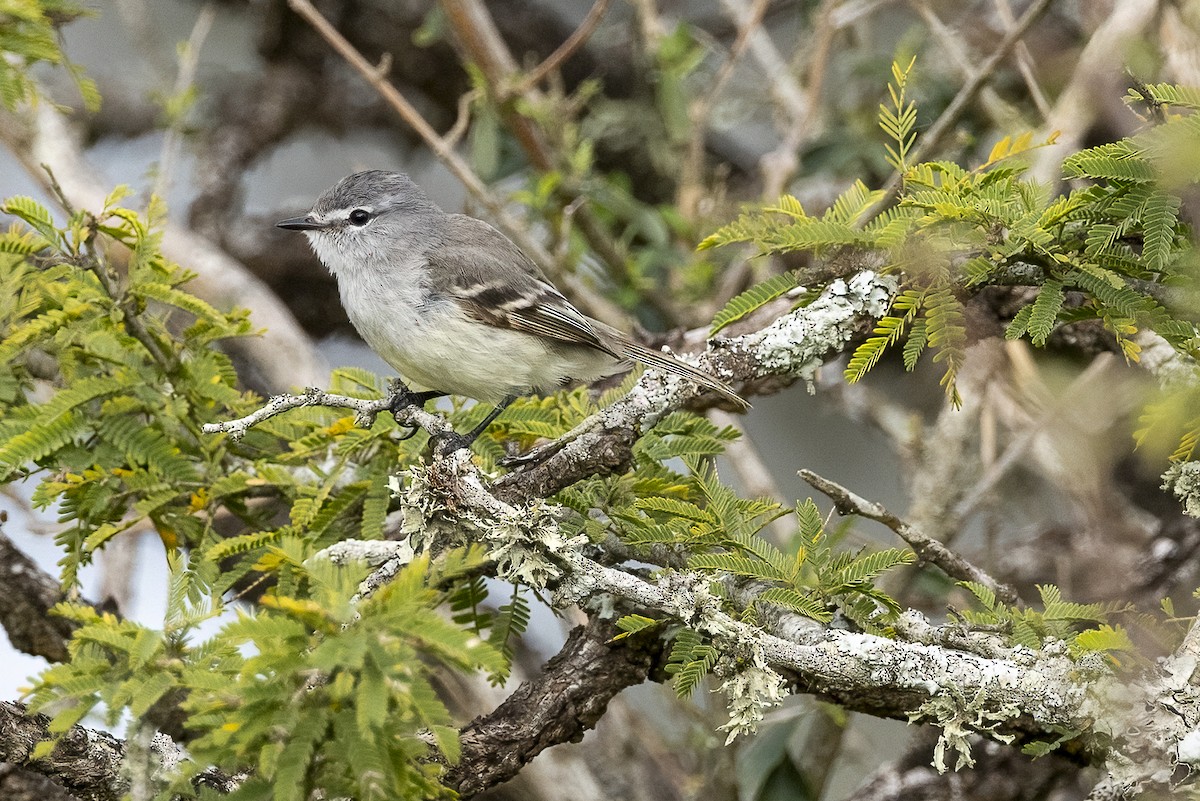 Straneck's Tyrannulet - ML500356451