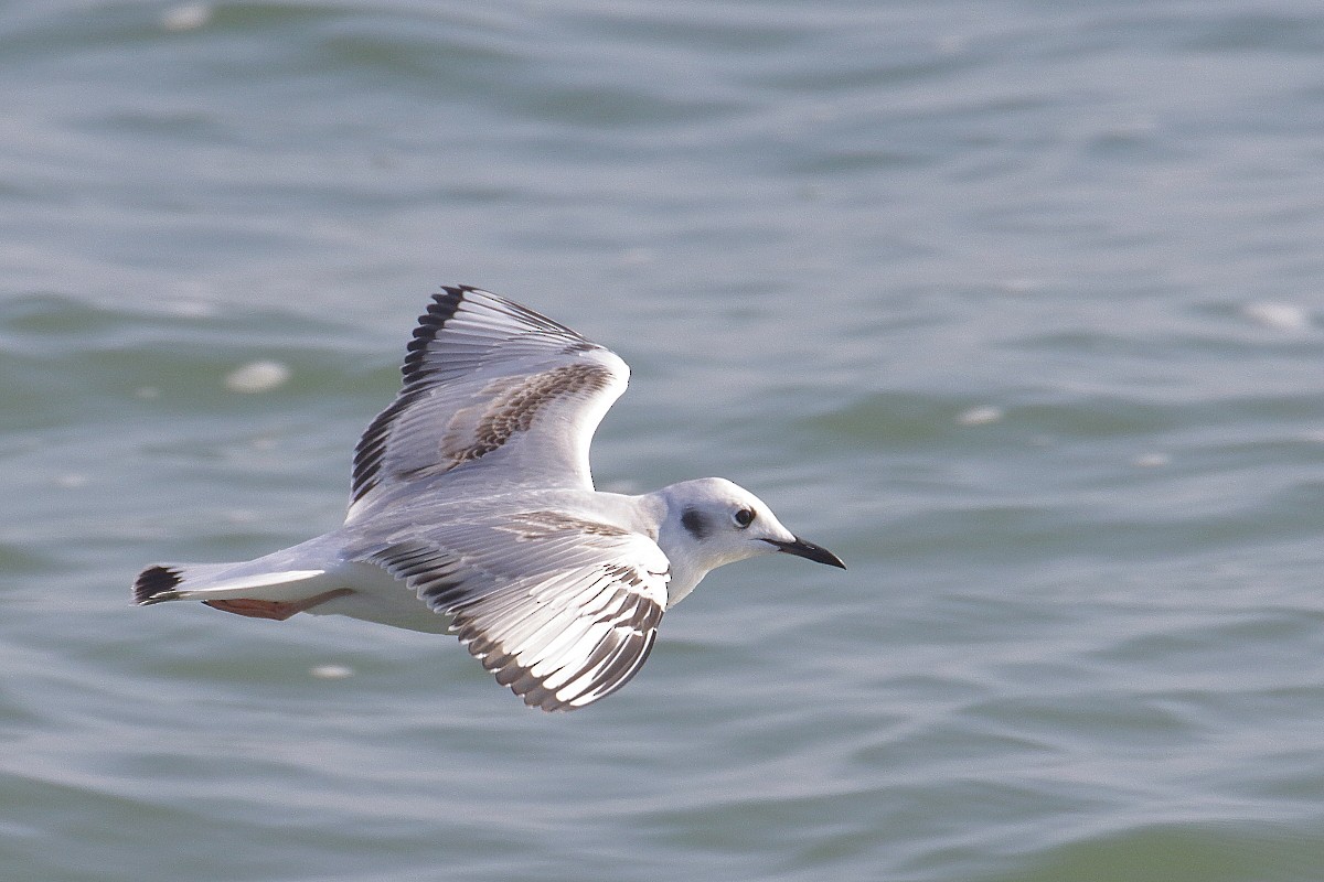 Bonaparte's Gull - ML500356671