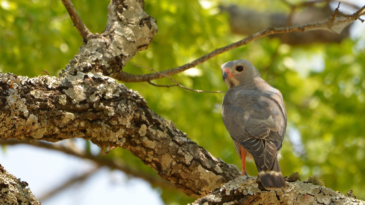 Lizard Buzzard - leonard blass